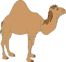 kamel