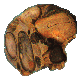 Conglom