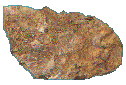Limestone
