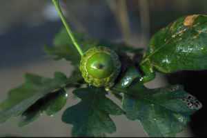 Acorn