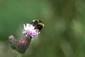 Bee feeding on nectar