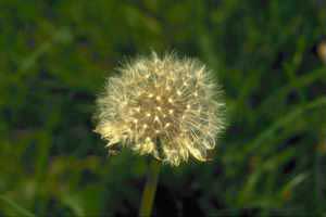 Dandelion clock