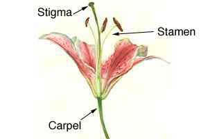 Cross-section of a flower head