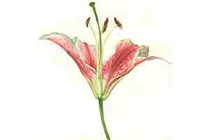 Cross-section of a flower head