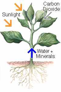 Plant nutrition