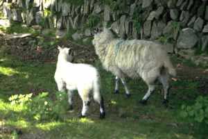 Sheep with lamb