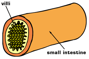 Villi in the intestines